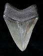 Serrated Megalodon Tooth - Savannah, Georgia #19606-2